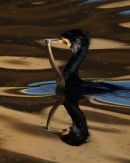 Cormorant_Feeding_on_Eel
