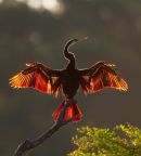 Indian_Darter