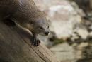 Otter