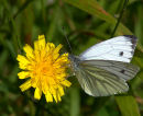 Small_White_Butterfly_1