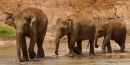 Asian_Elephants