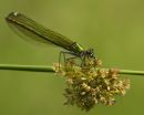 Female Banded Demoiselle