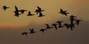 Brent Geese