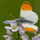 Male Orange-tip Butterfly