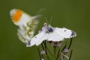 Orange-tip Pair