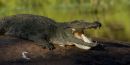 Sun_Bathing_Marsh_Crocodile
