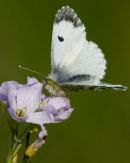 Female Orange-tip Butterfly