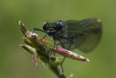 Female Banded Demoiselle