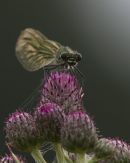 Female Banded Demoiselle