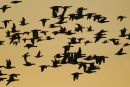 Brent Geese