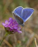 Male Common Blue