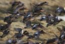 Wigeon