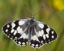 Marbled White