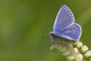 Male Common Blue Butterfly