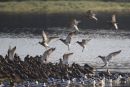 Curlew