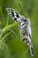 Marbled White