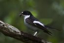 Male_Pied_Flycatcher