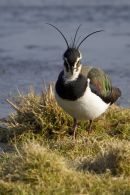 Lapwing