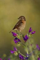 Female Stonechat