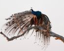 Early_Morning_Peacock