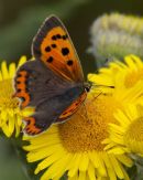 Small Copper