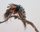Morning_Peacock