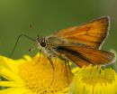 Small Skipper