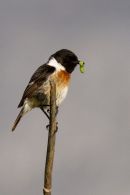 Male Stonechat