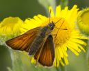 Small Skipper