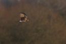 Female Hen Harrier