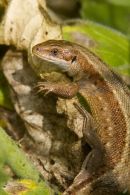 Common Lizard