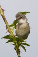Whitethroat