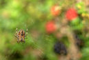 Spinder_In_Web_1