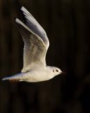 Black-headed Gull
