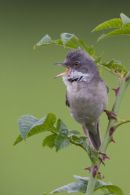 Whitethroat