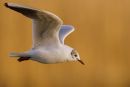 Black-headed Gull