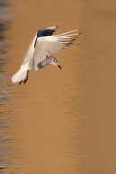 Black-headed Gull