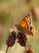 Small_Copper_Butterfly_2