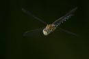 Migrant Hawker in Flight
