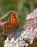 Small_Copper_Butterfly_1