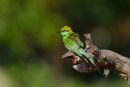 Green_Bee-eater