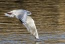 Black-headed Gull