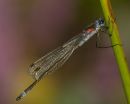 Emerald Damselfly