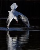 Black-Headed Gull