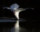 Black-headed Gull