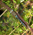Migrant_Hawker_
Dragonfly