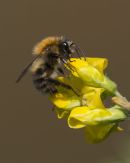 Bee on Meadow Vetchling