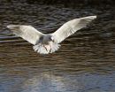 Black-headed Gull