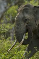 Tusker