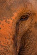 Asian_Elephant